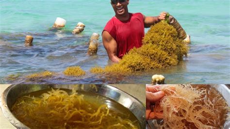 In fact, the taste and texture you can find coconut and almond milk at your grocery store, but recently i have started using hemp. Raw unbleached wildcrafted Caribbean Sea Moss (Irish moss ...