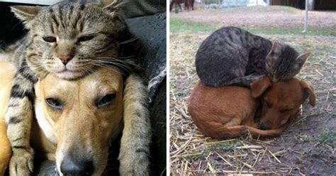 The first step in preventing parvo is vaccination, so make sure you're. 25 Cats Shamelessly Using Their Dog Friends As Pillows