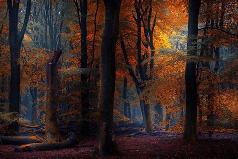 Forest in autumn - Wildlife Archives | Wildlife Archives