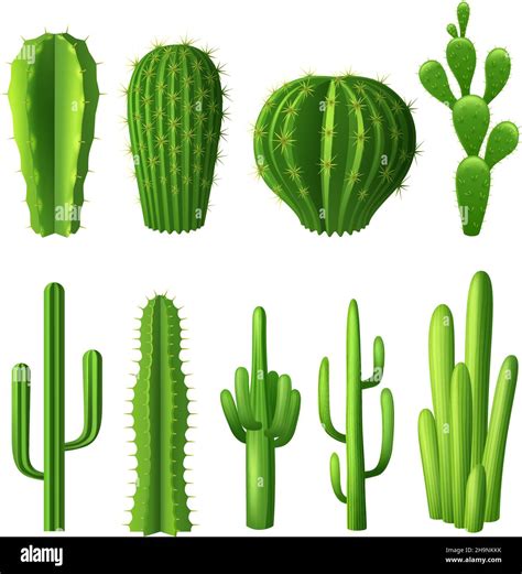 Different Types Of Cactus Plants Realistic Decorative Icons Set