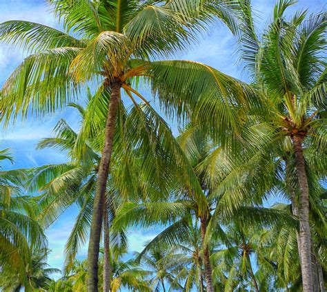 Green Coconut Trees Photo Free Palm Tree Image On Unsplash