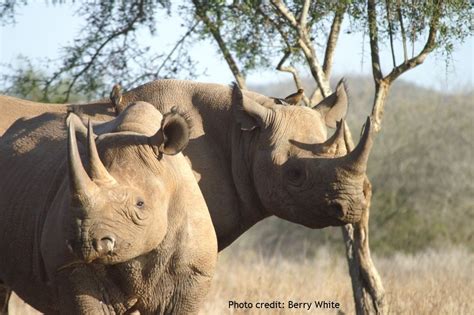 White Rhinos Can Communicate Vocally Using A Wide Range Of Sounds From