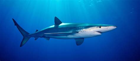 The Migratory Blue Shark Critter Science