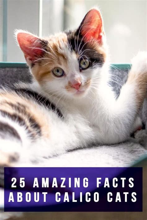 Calico Cat Facts 25 Amazing Facts About Calico Cats Video Video