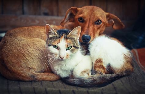 Cats And Dogs Living Together