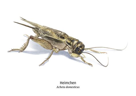 Aquarell 210 X 297 Mm Insect Cricket Watercolor Illustration