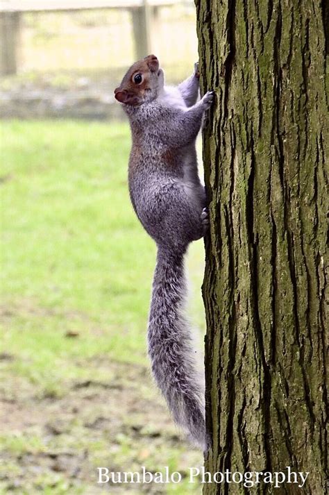 💟 Squirrel I Love Spend Time At The Park Staring At The Squirrels