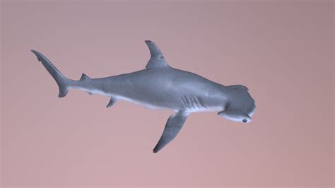 Hammerhead Shark 3d Model By Plumpudding 9d06821 Sketchfab