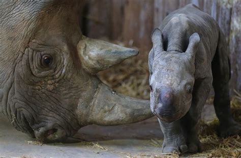 Baby Black Rhino Born At Chester Zoo 1