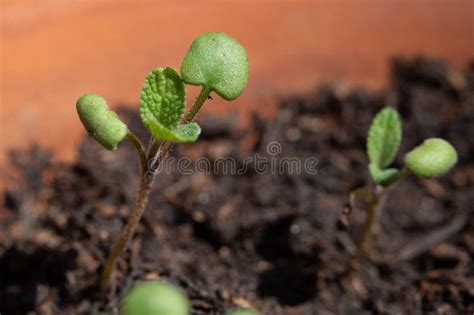 Tiny Little Sage Seedlings Growing Stock Image Image Of Haulm