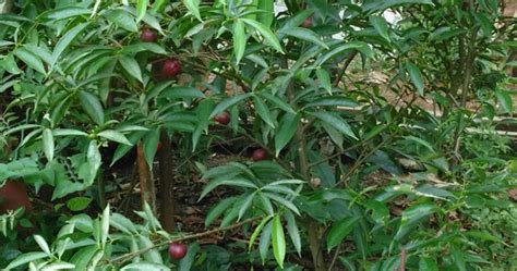 Minum air rebusan cara membuat: Khasiat Buah Mahkota Dewa | Blog Sihatimerahjambu
