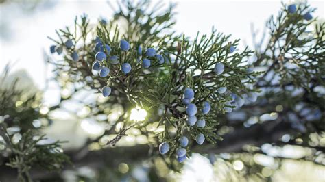 Guide To Junipers 9 Types Of Juniper Trees And Shrubs 2022 Masterclass