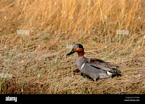 Common Teal Anas Crecca Male In Breeding Plumage Europe Stock Photo