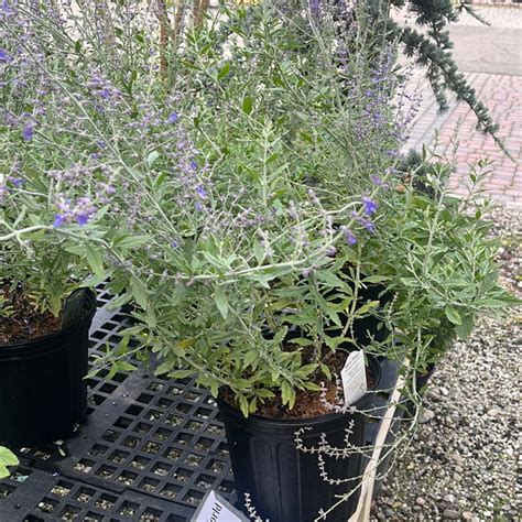 Blue Steel Russian Sage 2 Gallon 15ft Gardens Of The World