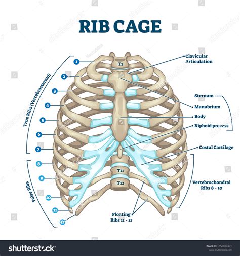 Rib Cage Anatomy Labeled Vector Illustration Vetor Stock Livre De