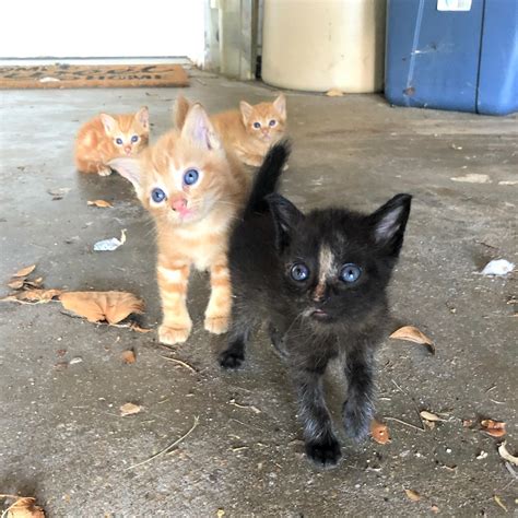 Small Lives Matter Kitten Rescue Kitten Rescue