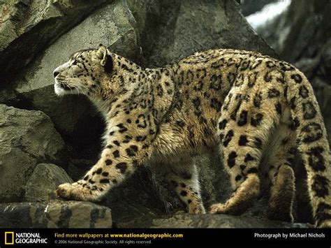 45 Snow Leopard Desktop Wallpaper On Wallpapersafari