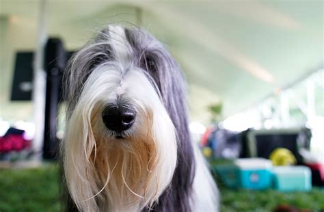 Westminster Dog Show: Photos of the very good dogs at 2021 show