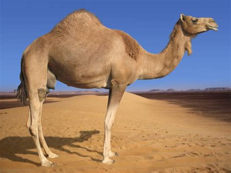 Hd00:07foot of horse running on the sand. Camels | Aladdin Wiki | FANDOM powered by Wikia