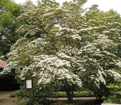 Our customer base includes landscapers, independent garden centers and nurseries. Kousa Dogwood Fruit, Tropical Flavor in Temperate Climates ...