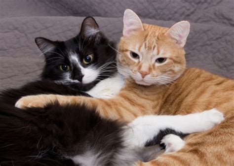 30 Kitties Cuddling For Cuddle Up Day Gallery Cattime Cat Cuddle