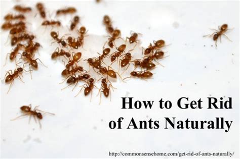 We did not find results for: How To Get Rid Of Ants Naturally