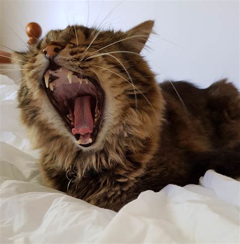 Ma Meatloaf Roar Cats Animals