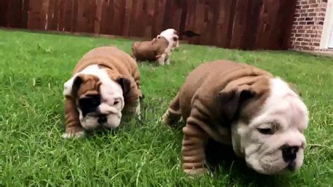 Omg These Are The Cutest English Bulldog Puppies Ever Youtube