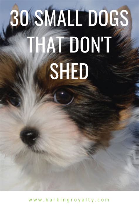30 Small Hypoallergenic Dogs That Dont Shed Barking Royalty Dog