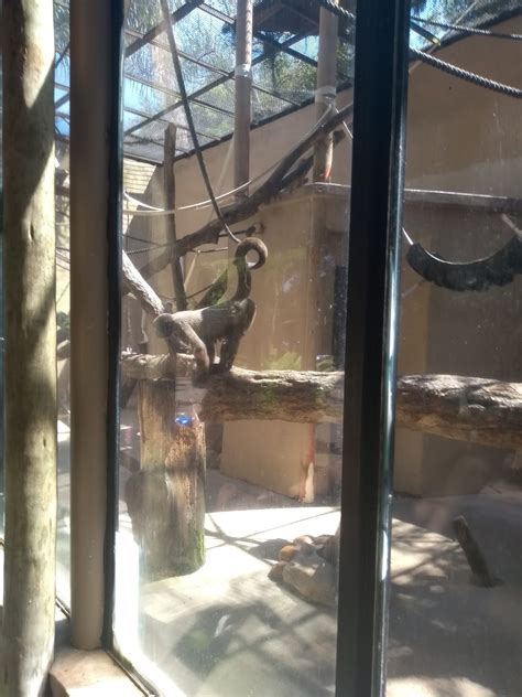 Zoológico Virtual Do Koba Macaco Barrigudo