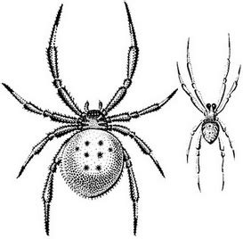 Ebrar karakurt, hollanda savunmasına bakıyor. Karakurt morphology and lifestyle