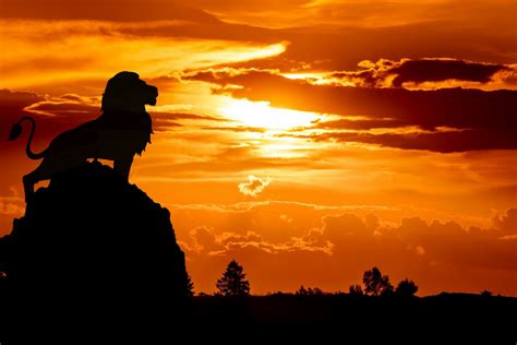 Images Gratuites Lion Roi Africain Silhouette Soleil Afrique