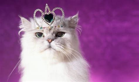 Usuarios de univision chicago compartieron fotos de sus camaradas felinos. Feliz Día Internacional del Gato - 20 de Febrero (20 fotos ...