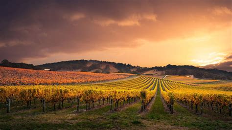 Vineyard Field Clouds Hd Wallpapers Hd Wallpapers Id 32530