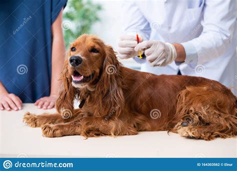 Vet Doctor Examining Golden Retriever Dog In Clinic Stock Photo Image