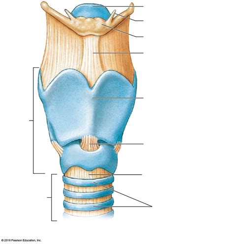 Anterior View Of Intact Larynx Diagram Quizlet