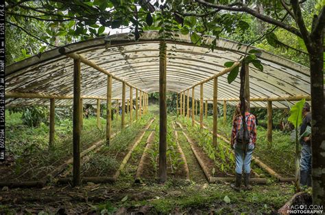 Check spelling or type a new query. Plant Nursery Structure Build With Giant Bamboo, Ecuador ...
