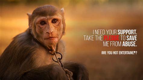 This Campaign Is Asking Pakistanis To Pledge To Stop Animal Abuse For