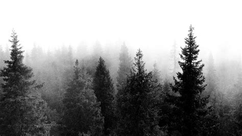 Hipster Forest Wallpapers Top Free Hipster Forest Backgrounds