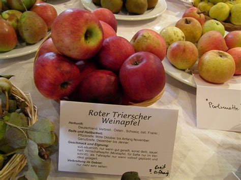 Starinske sorte jabolk in hrušk (1. del) - foto 19325068