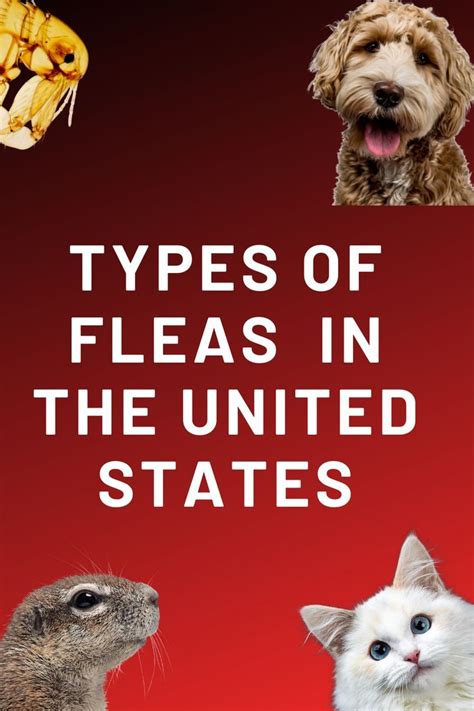 Types Of Fleas In The United States Fleas The Unit United States