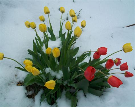 Spring Flowers In Snow Wallpapers On Wallpaperdog