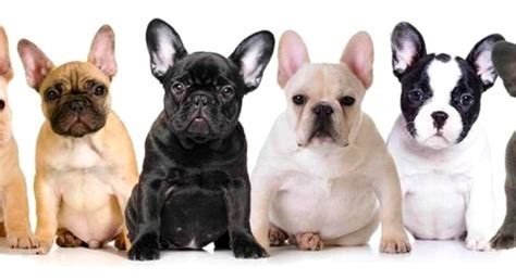 The average french bulldog lifespan is between 9 and 12 years. French Bulldog Dog Breed Information 2020 - Nestlords