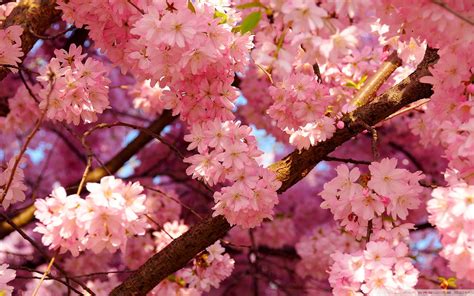 Close Up Photography Of Pink Cherry Blossom Tree Hd Wallpaper Wallpaper Flare