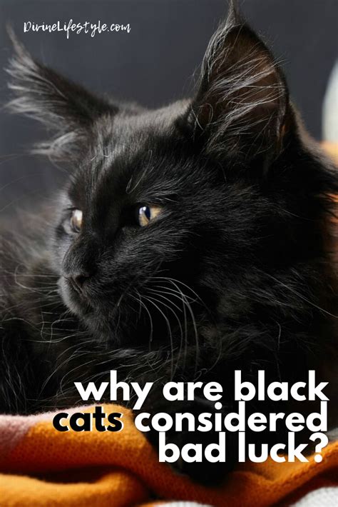 Why Are Black Cats Considered Bad Luck This Halloween Superstition