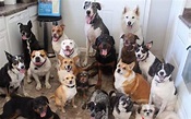 11 Photos That Show What Life Is REALLY Like With Multiple Dogs