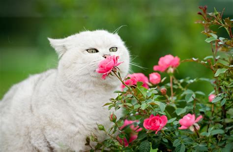 cat with flowers images cat meme stock pictures and photos