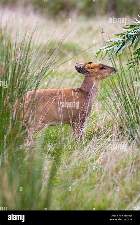 Muntjac Deer Muntiacus Reevesi Male Uk Stock Photo Alamy