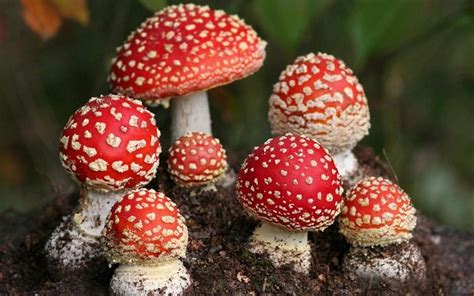 1,248 likes · 35 talking about this. The 7 Weirdest Mushroom And Fungi Species In The World