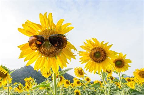 Sunflower Wearing Sunglasses Stock Image Image Of Happy Leaf 64044325